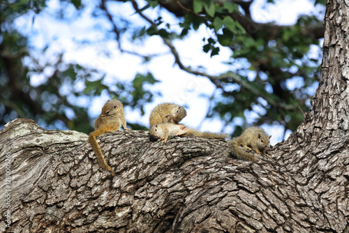 Ockerfußbuschhörnchen / Tree squirrel / Paraxerus cepapi photo