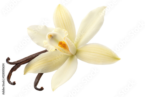 vanila flower png