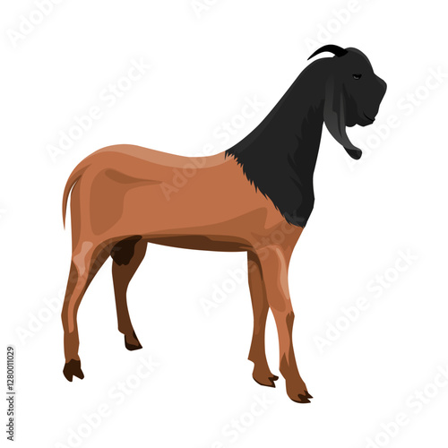 Brown goat with black head standing isolated on white background