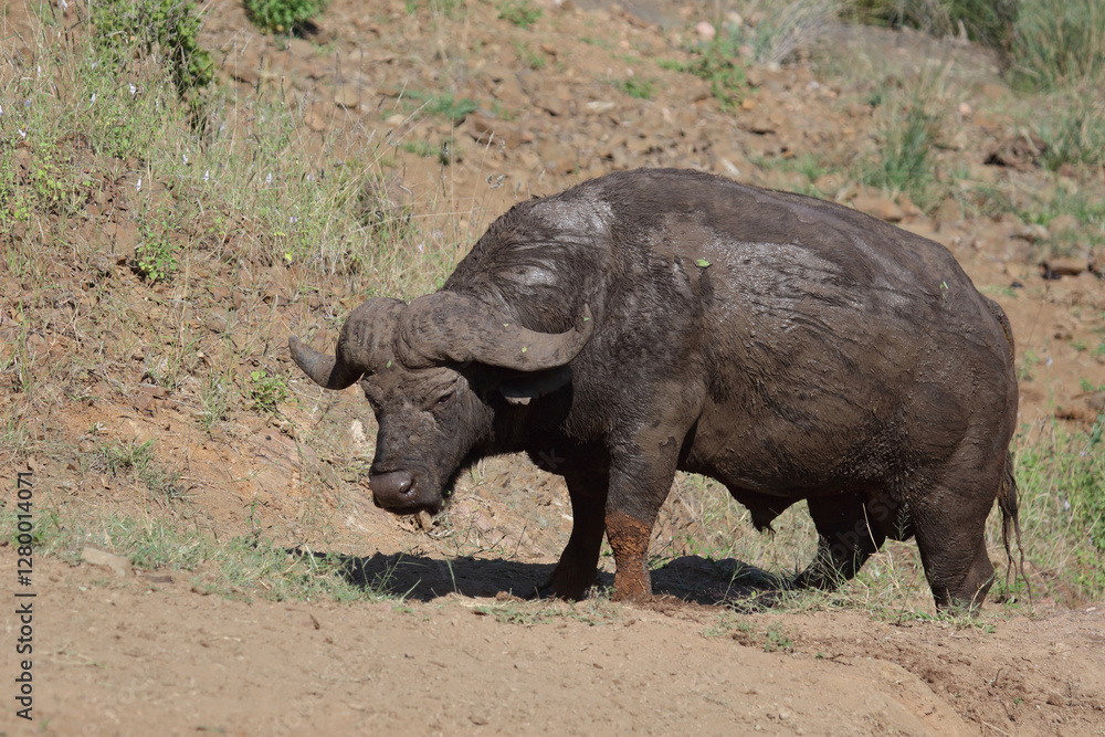 Fototapeta premium Kaffernbüffel / African buffalo / Syncerus caffer