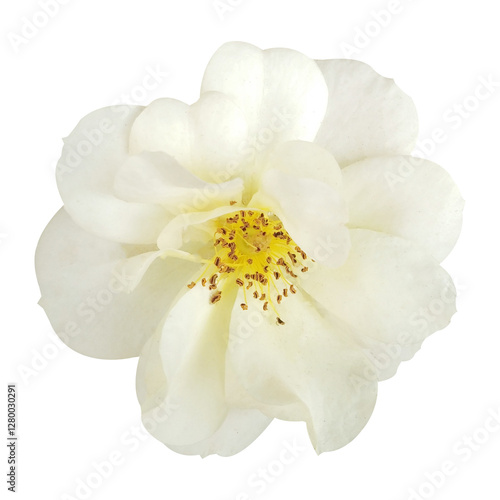 Wallpaper Mural white flower isolated on white background Torontodigital.ca