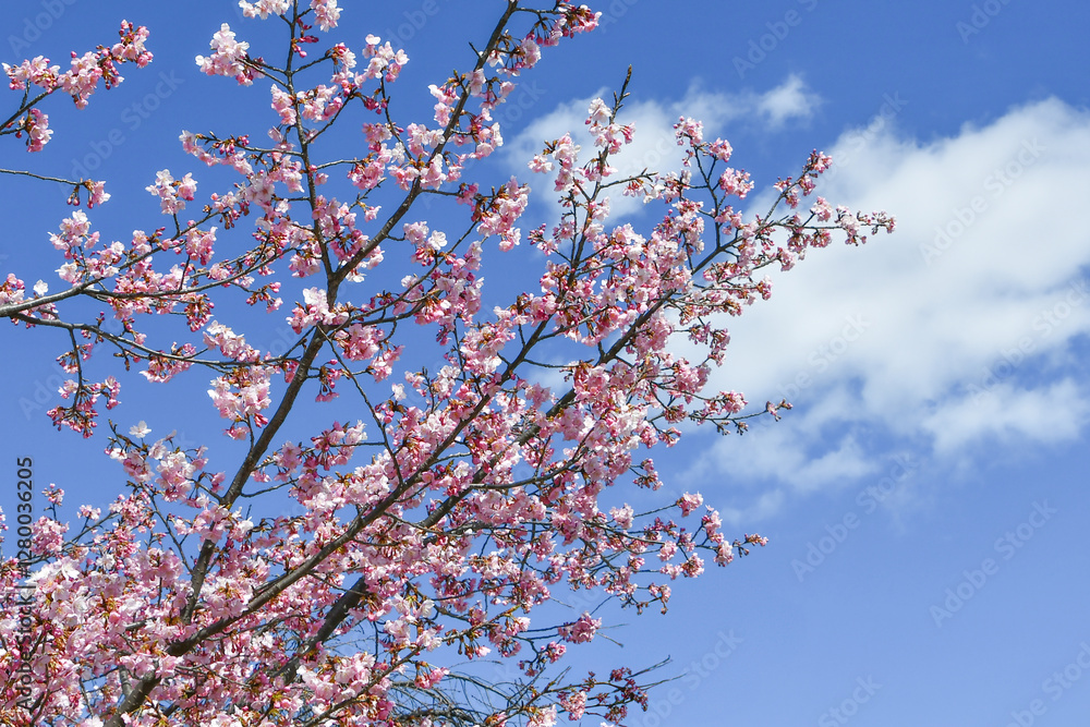 京都 淀水路の河津桜 Kawazu cherry blossoms in Yodo Suido, Kyoto 京都 淀水路の河津桜 Kawazu cherry blossoms in Yodo Suido, Kyoto