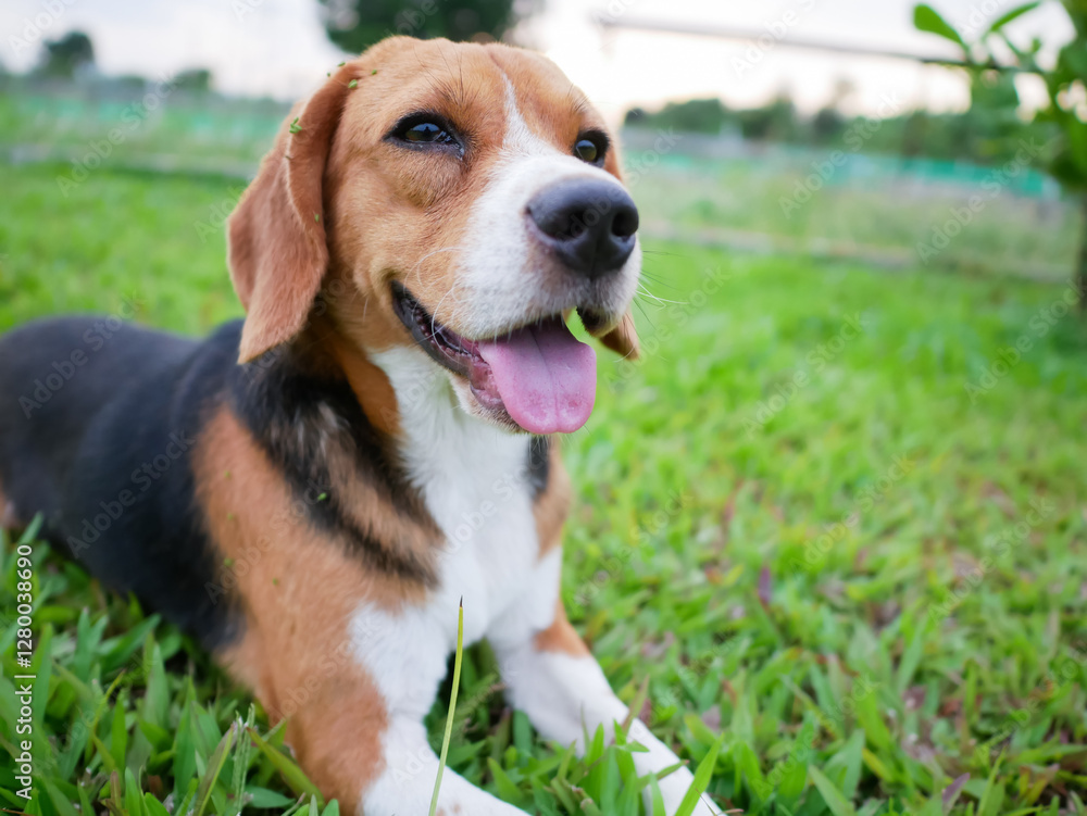Happy Beagle Dog Resting on Green Grass Outdoors in a Park Setting Happy Beagle Dog Resting on Green Grass Outdoors in a Park Setting
