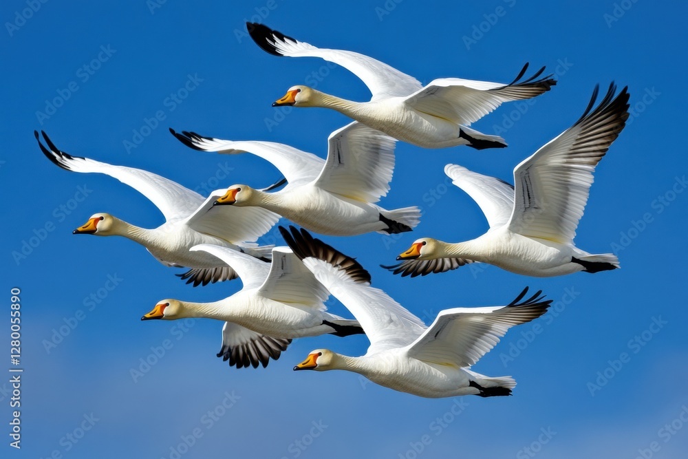 A graceful flock of white geese flying against a blue sky. A graceful flock of white geese flying against a blue sky.