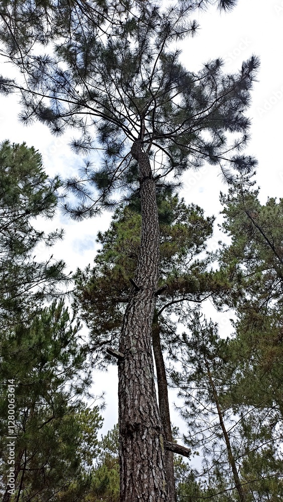 Fototapeta premium a tourist spot filled with trees and very beautiful