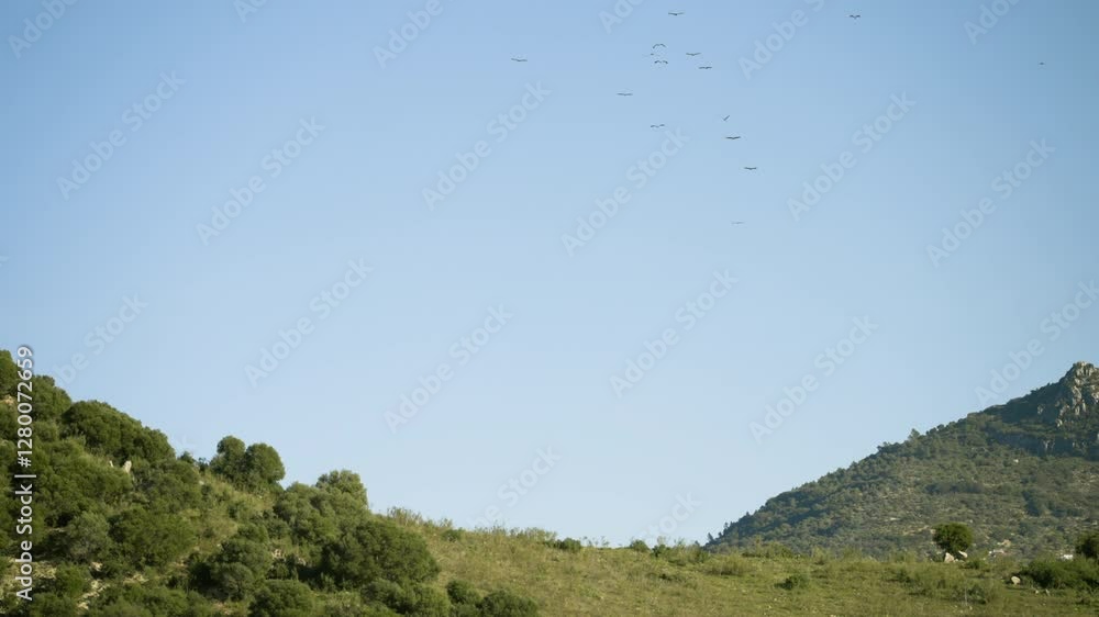 Flock of birds flying above green mountains of Spain, static view Flock of birds flying above green mountains of Spain, static view