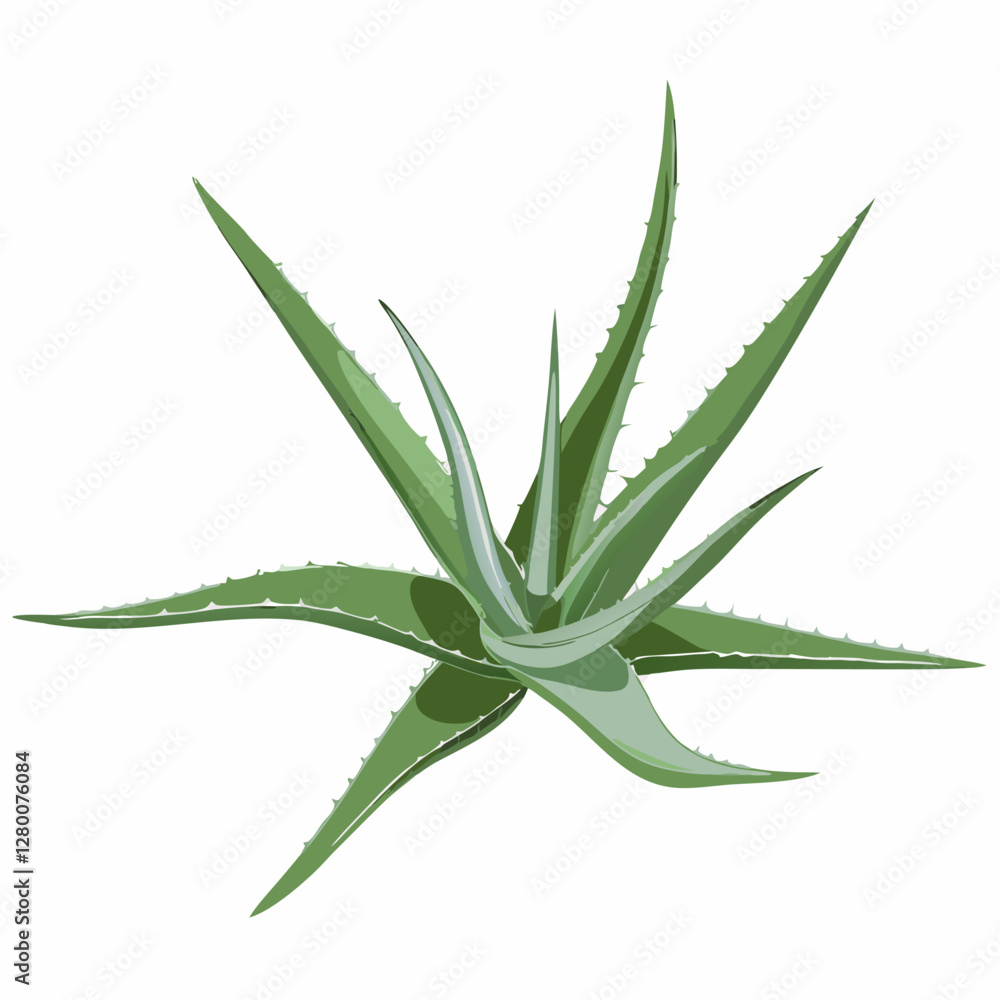 Green Aloe Vera Plant vector illustration (1) Green Aloe Vera Plant vector illustration (1)