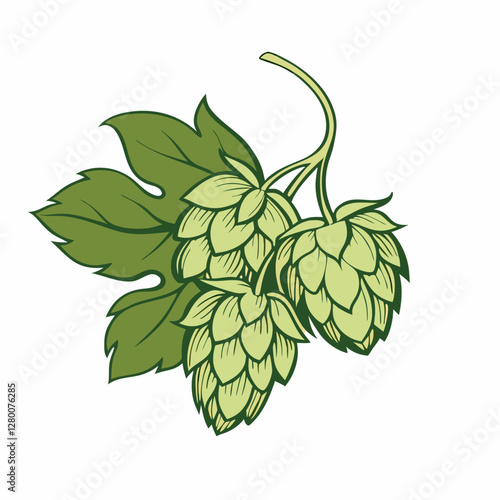 Illustration of hops for brewing vector