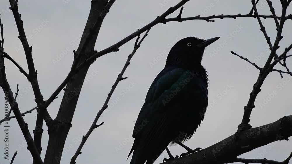 crow on a branch crow on a branch