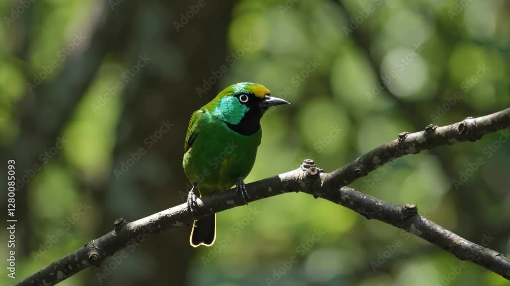 A small green and yellow bird perched on a tree branch in a lush forest