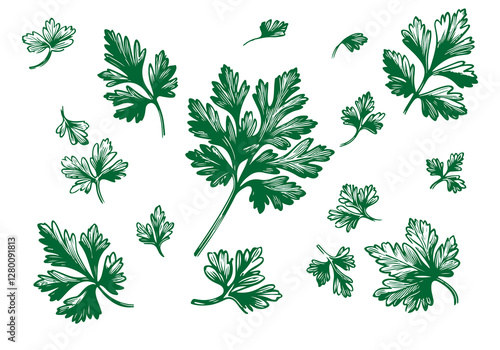 Parsley Hand Drawn Illustration Sketch Vector Isolated