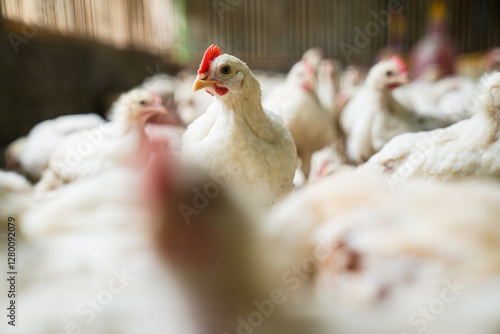 Group of healthy broiler chicken in poultry