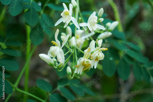 Close up moringa flowers on its tree selective focus