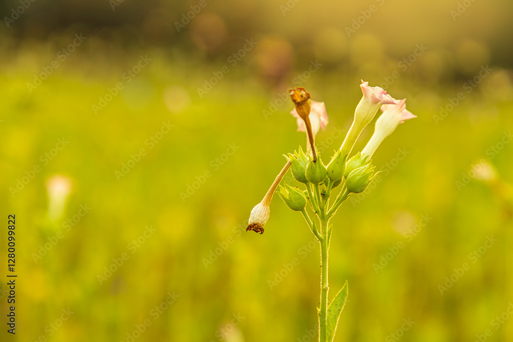 Tobacco is a field crop, like corn, cassava. Tobacco is a plant with a straight stem, roots, leaves, and beautiful flowers. When the flower sac is ripe, it contains many small seeds