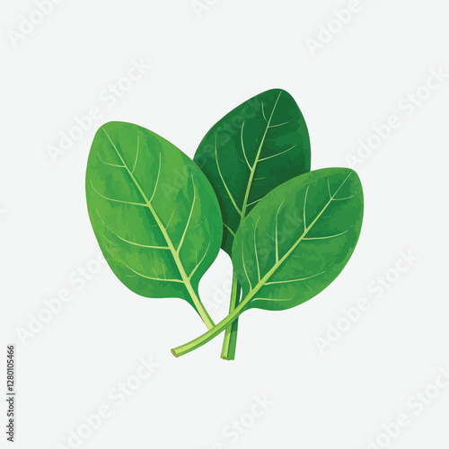 Discover a detailed spinach vector illustration with vibrant green leaves and realistic veining. Perfect for organic food designs, healthy lifestyle graphics, and digital art projects.