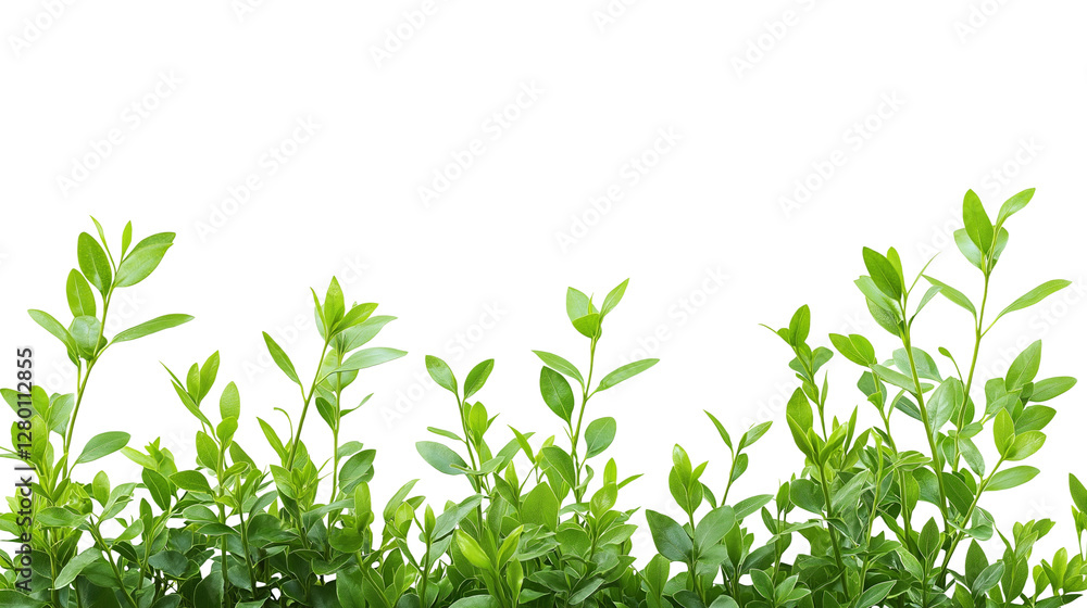 custom made wallpaper toronto digitalFresh Green Leaves Against a white Background