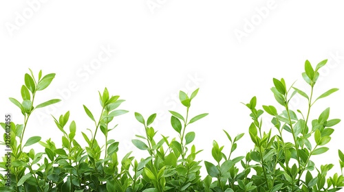 Wallpaper Mural Fresh Green Leaves Against a white Background Torontodigital.ca