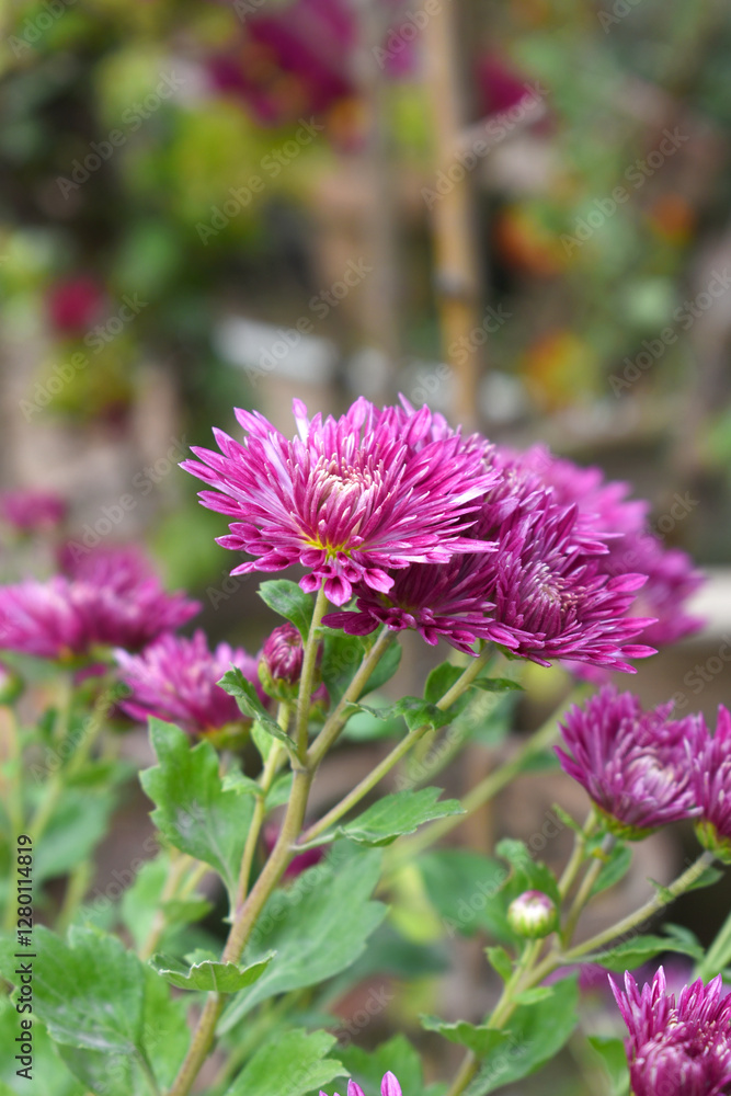 Fototapeta premium Beautiful Red chrysanthemum flowers closeup in the winter garden, Closeup of Chrysanthemum flower, Field of the Red Chrysanthemum, Beautiful Red flower blooming in nature.