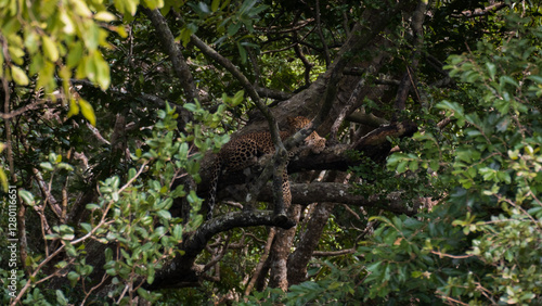 Photography Sri Lankan leopard in the wild laying in tree with view of eyes, noses, ears, an