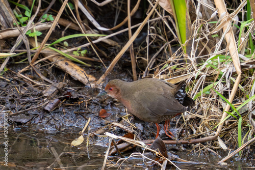 ruddy breasted crake in a forest photo