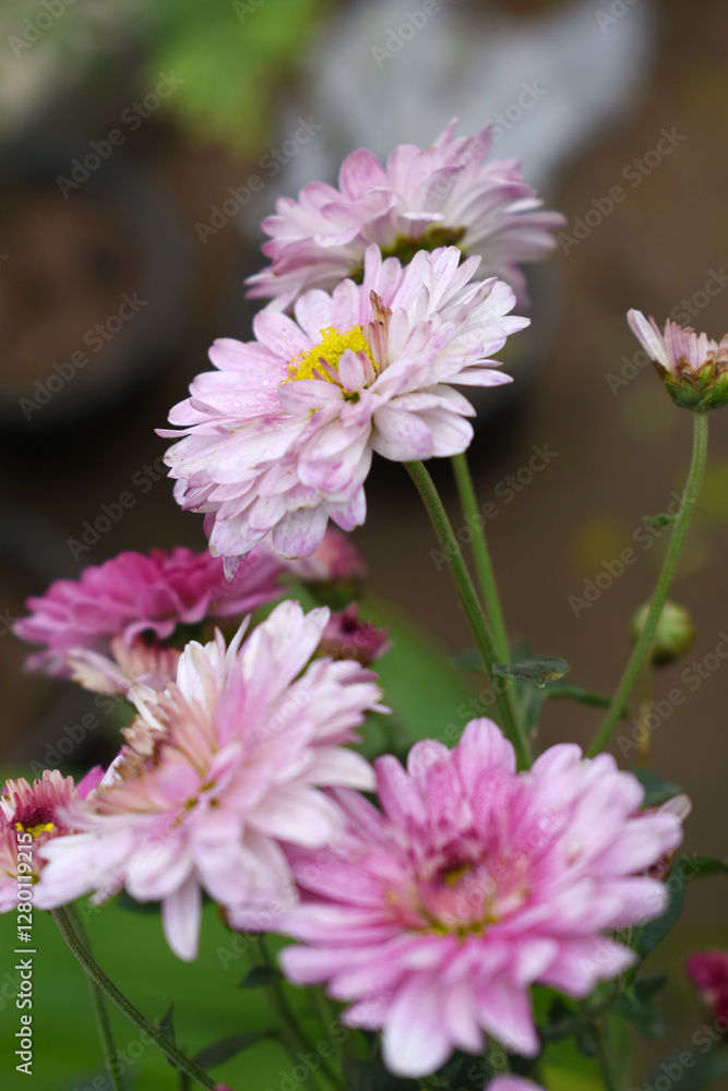 Obraz premium Beautiful Pink red chrysanthemum flowers closeup in the winter garden, Closeup of Chrysanthemum flower, Field of the Pink red Chrysanthemum, Beautiful Pink red flower blooming in nature.