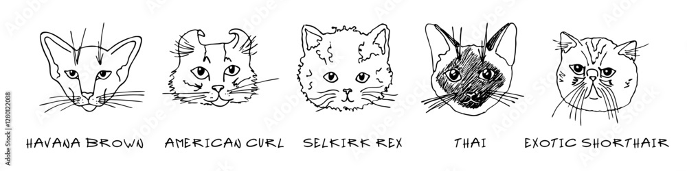 Ταπετσαρία Doodle heads of different breeds cats set
