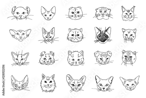 Doodle heads of different breeds cats set. Black line drawing of cat face