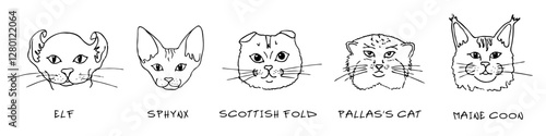 Doodle heads of different breeds cats set. Elf, Sphynx, scottish fold, pallas`s cat, maine coon