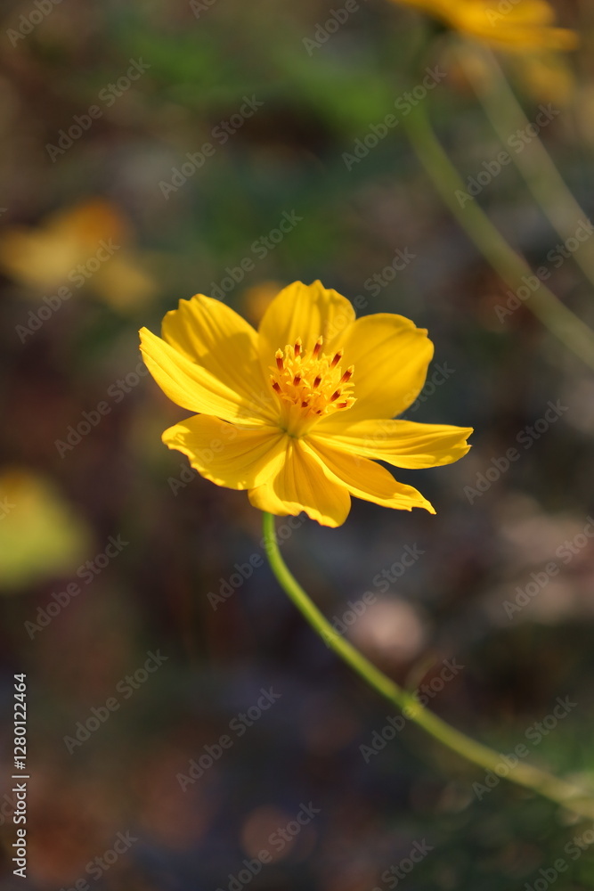 colorful flower colorful flower