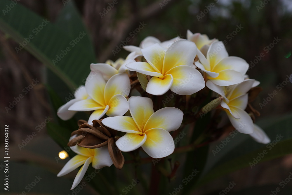 Obraz premium Colourfall flower frangipani Dok Champa in lao new year
