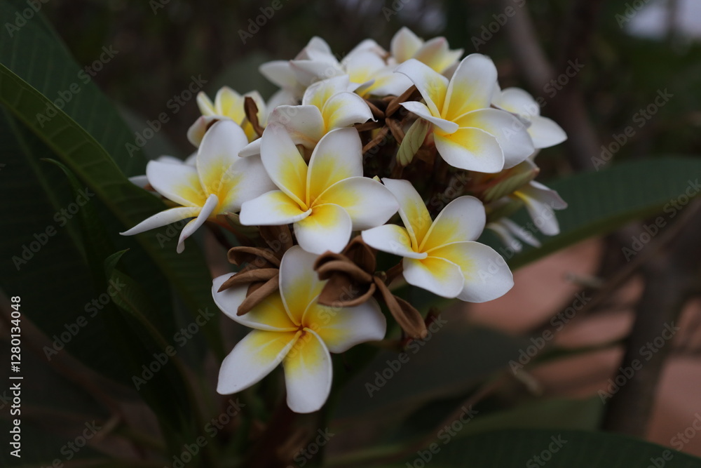 Fototapeta premium Colourfall flower frangipani Dok Champa in lao new year