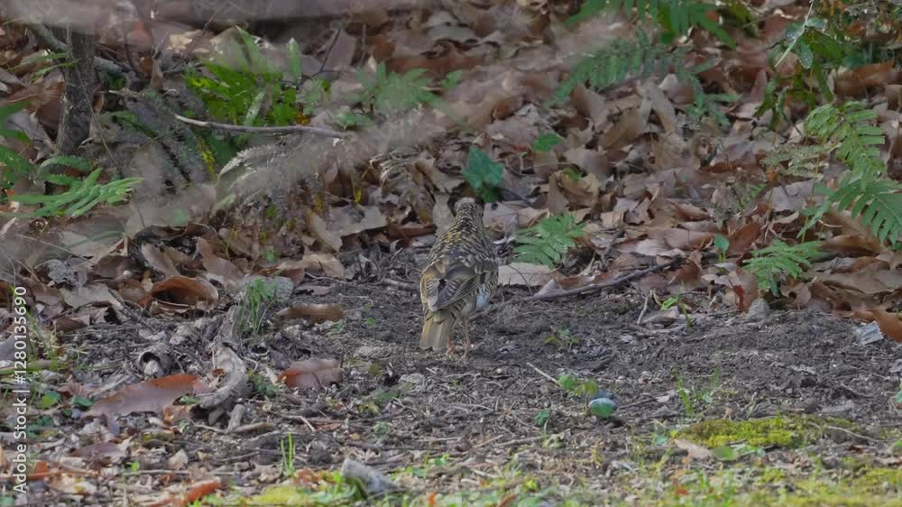 scaly thrush in a foreest scaly thrush in a foreest