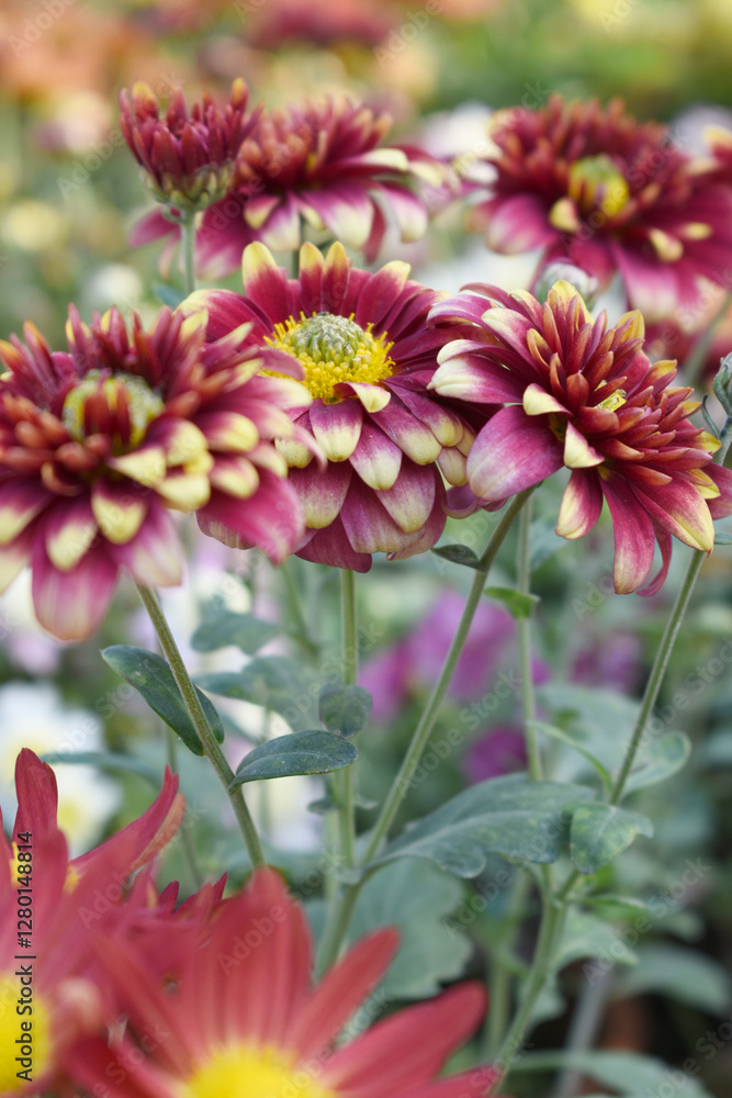 Obraz premium Beautiful Yellow red chrysanthemum flowers closeup in the winter garden, Closeup of Chrysanthemum flower, Field of the Yellow red Chrysanthemum, Beautiful Yellow red flower blooming in nature.