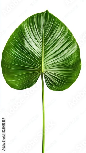 Bright green palm leaf shows intricate patterns and vibrant color, highlighting its elegance