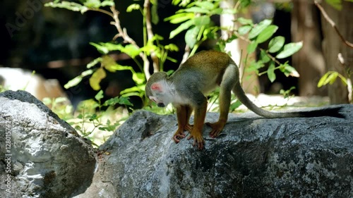 Close-Up of Squirrel Monkeys in a Tropical Rainforest Jungle photo