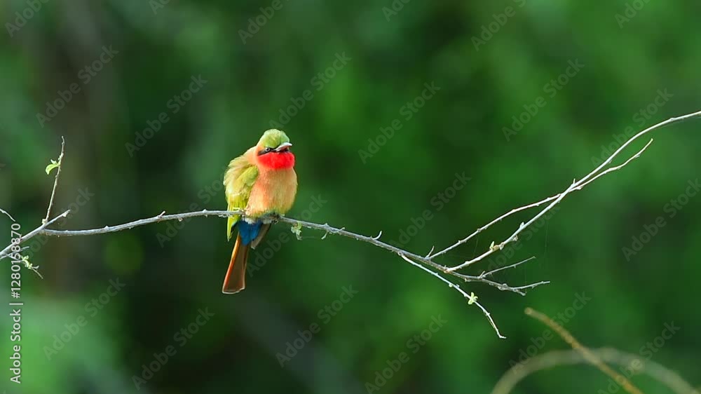 Red Throated Bee Eater with bright red green yellow and blue feathers resting on a tree twig in Uganda Red Throated Bee Eater with bright red green yellow and blue feathers resting on a tree twig in Uganda