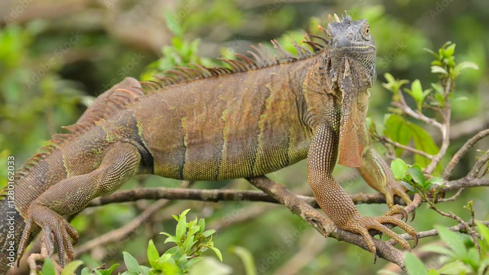 Green Iguana close up shot in Costa Rica Green Iguana close up shot in Costa Rica