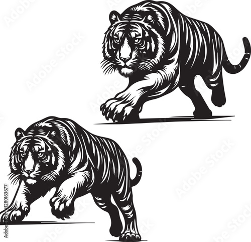 tiger on white background