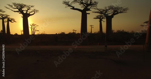 Wallpaper Mural Giant Baobab trees of Madagascar, Aerial view at sunset Torontodigital.ca