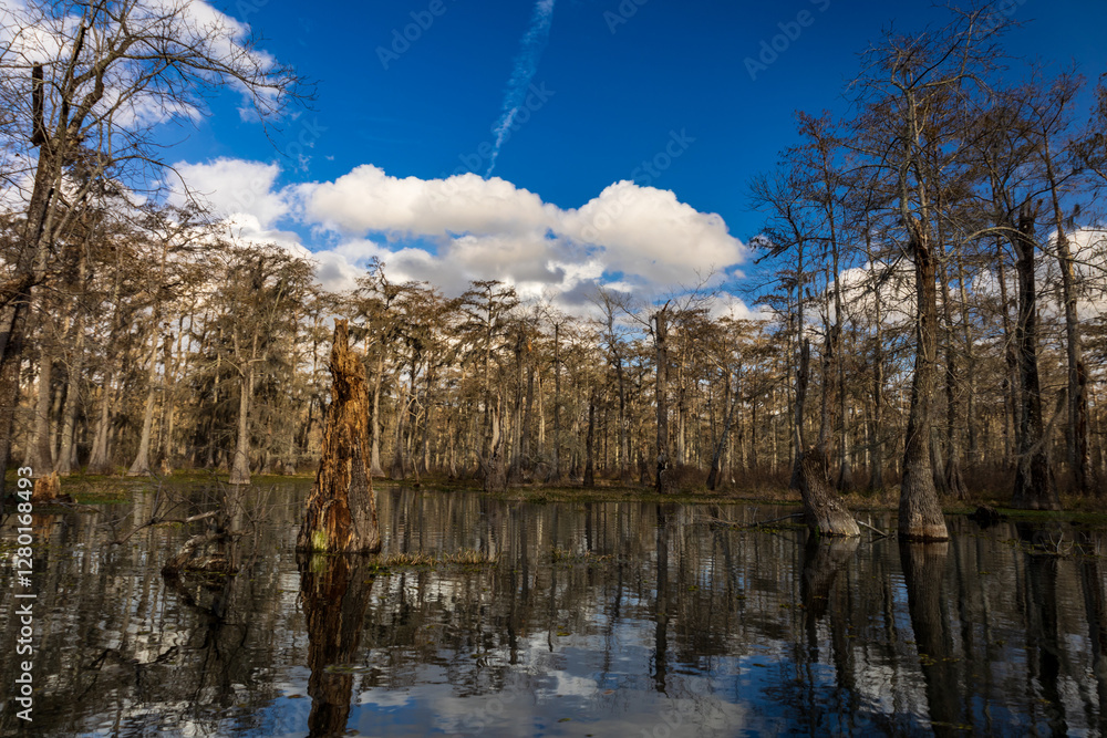 Swamp boat tour in Louisiana