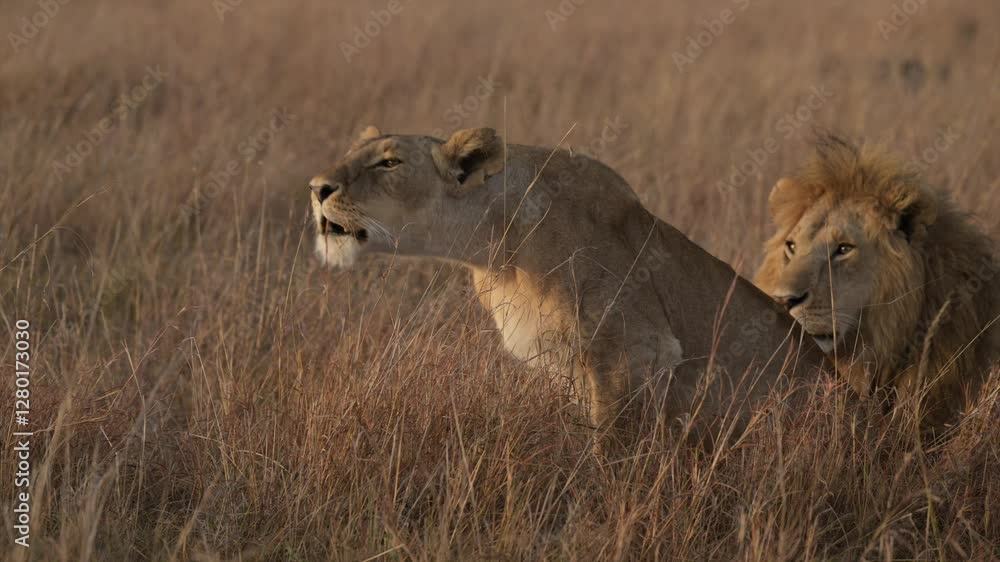 Lioness scouting for prey in Kenya Maasai Mara national reserve grassland in the rain Lioness scouting for prey in Kenya Maasai Mara national reserve grassland in the rain