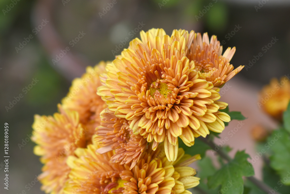 Beautiful Yellow Orange chrysanthemum flowers closeup in the winter garden, Closeup of Chrysanthemum flower, Field of the Yellow Orange Chrysanthemum, Beautiful Yellow Orange flower blooming in nature Beautiful Yellow Orange chrysanthemum flowers closeup in the winter garden, Closeup of Chrysanthemum flower, Field of the Yellow Orange Chrysanthemum, Beautiful Yellow Orange flower blooming in nature