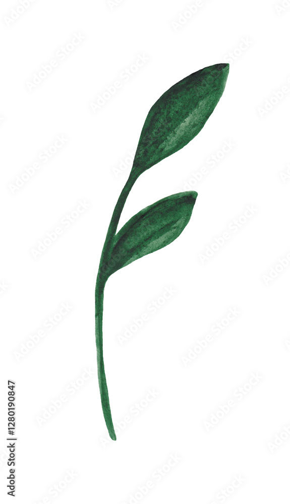 Fototapeta premium Watercolor plant isolated on white background. Watercolor design element.