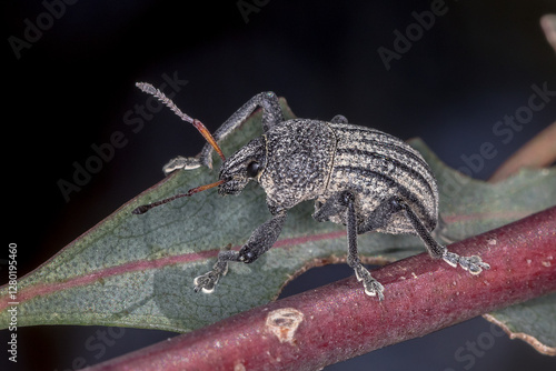 Psapharus ruficornis Weevil on Leaf photo