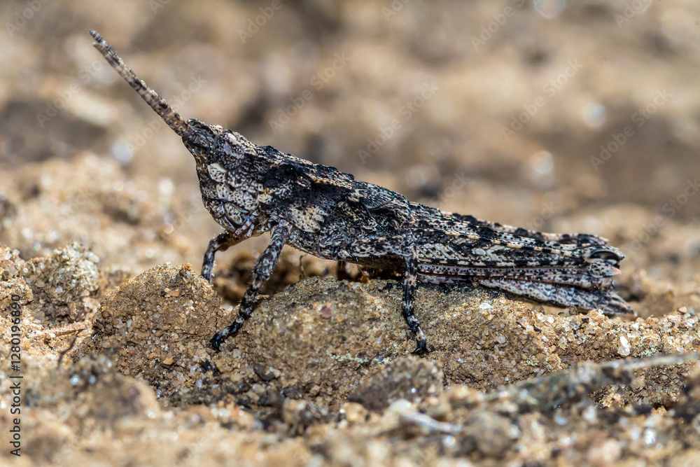 Bark-mimicking Grasshopper (Coryphistes ruricola) Camouflaged on Sandy Soil Bark-mimicking Grasshopper (Coryphistes ruricola) Camouflaged on Sandy Soil