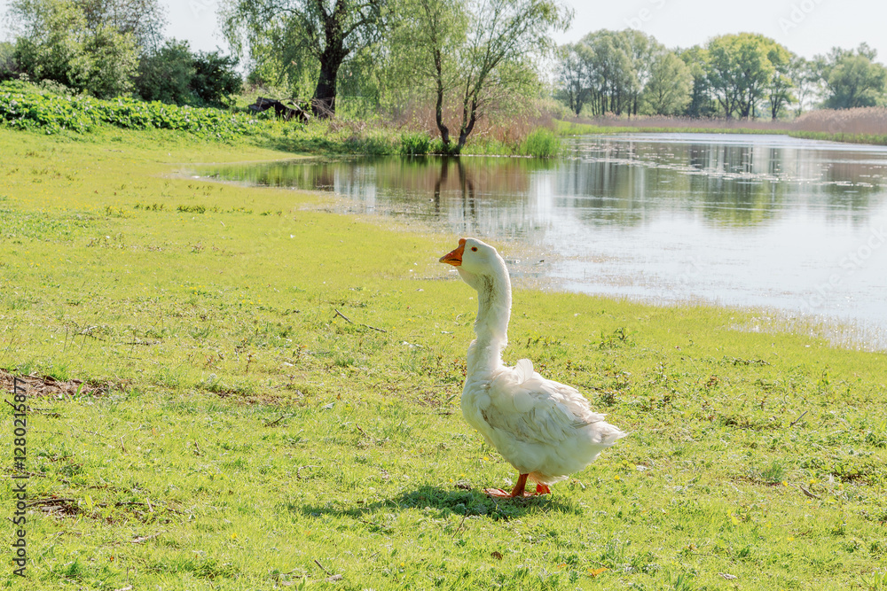 Obraz premium White goose standing on green grass near water