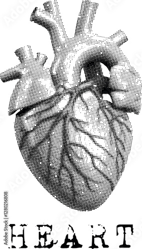 Halftone style heart anatomy design vector