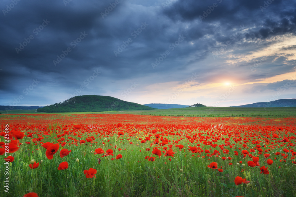 Fototapeta premium Nature labdscape composition of poppy field at night and heavy cloudy sky.