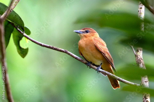 The cinnamon becard, Pachyramphus cinnamomeus, is a passerine bird.