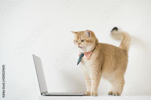 business concept with gold brittish cat costume with necktie and use laptop photo